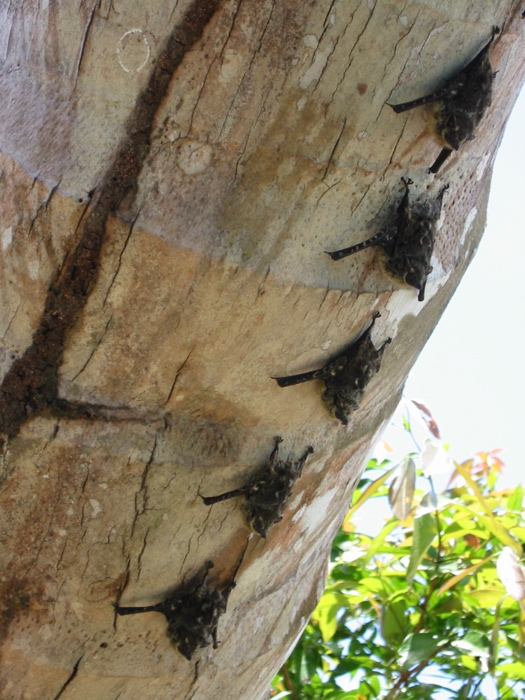 Tree Bats at Tortuguerro