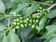 Green Coffee Beans
