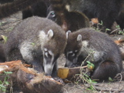 Coati Feeding Frenzy