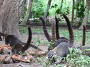 Coatis Prowl for Food