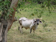 Costa Rican Cow