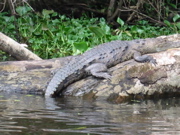 Crocodilio at Tortuguerro