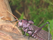 Big Bug at Tortuguerro
