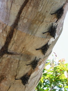Tree Bats at Tortuguerro