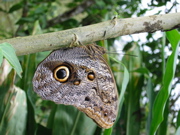 Extra Eyeball Butterfly