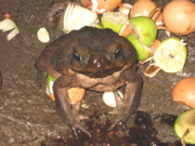 Toad With Frijoles Nose