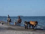 Cattle Roundup, Isla Ometepe