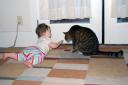 Kitty Cat 2