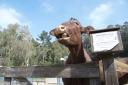 Hello, Cow