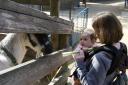 Meli Considers Feeding the Goat