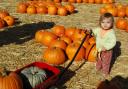 Pumpkin Wagon