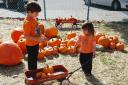 Pumpkin Wagon
