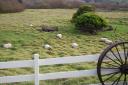 Sheep, Mission Ranch