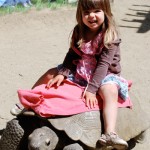 Turtle, SF Zoo